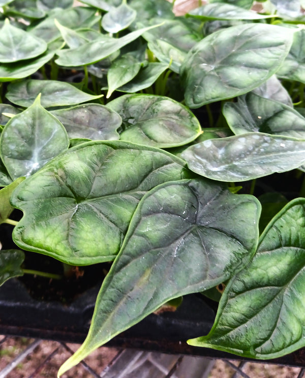 Alocasia 'Dragon Scale': A Tropical Marvel for Plant Enthusiasts ...