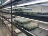 Harnessing the Power of Plant Tissue Culture