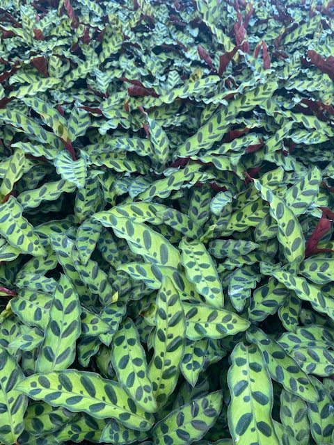 Whispers of the Rainforest: The Tale of Calathea lancifolia's Journey -  Sunshine Horticulture