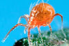 Phytoseiulus persimilis: Nature's Ally for Spider Mite Control at Sunshine Horticulture