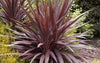The Versatile and Colorful World of Cordyline