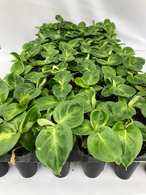 aglaonema camille Dieffenbachia Camille For Sale, Wholesale Plants
