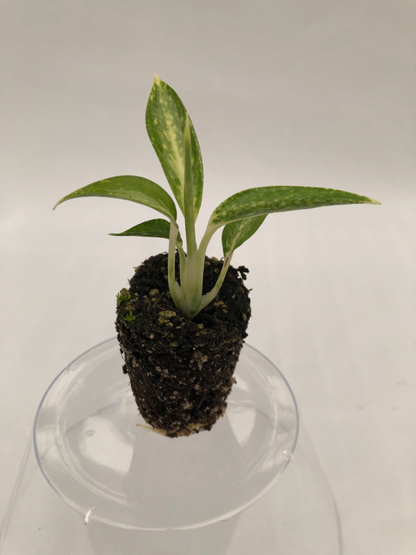 aglaonema white rain care Aglaonema 'White Rain' 50 cell