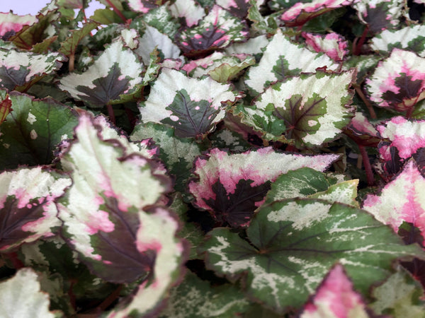Asian Begonia: 300 Species Portraits | NHBS Good Reads