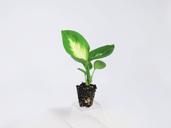 Dieffenbachia Tropic Marianne For Sale, Wholesale Plants