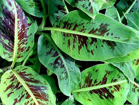 Musaです Musa Dwarf Cavendish For Sale, Wholesale Plants - Sunshine