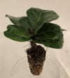 Ficus Lyrata (Single) 72 cell