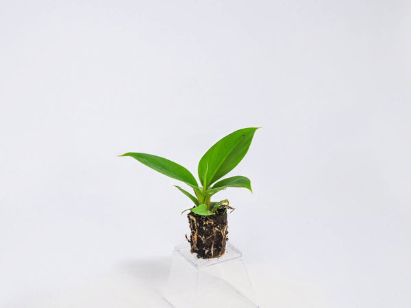 philodendron imp green Philodendron Imperial Green For Sale, Wholesale Plants