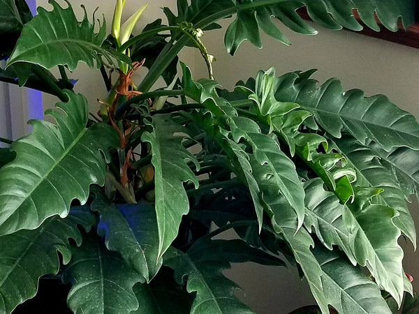 philodendron narrow flowers Philodendron Narrow For Sale, Wholesale Plants