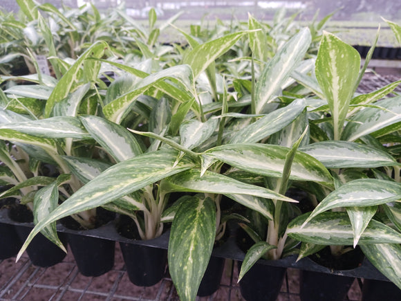 AGLAONEMA - Disease and Pest Management