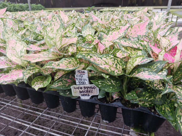 History of Aglaonema