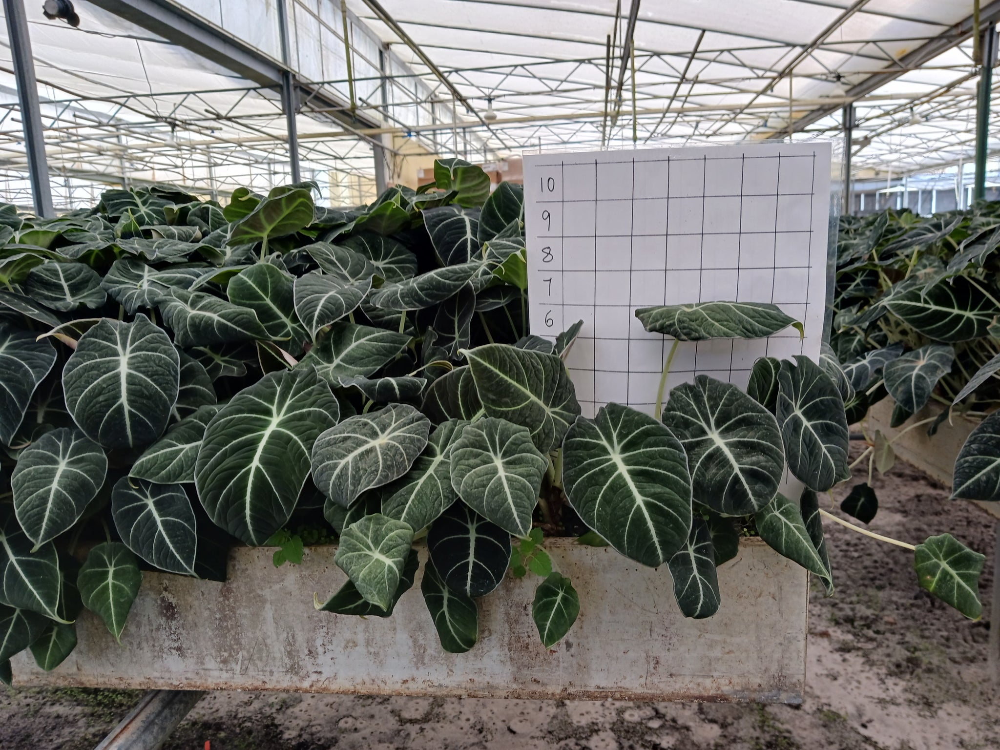 Alocasia