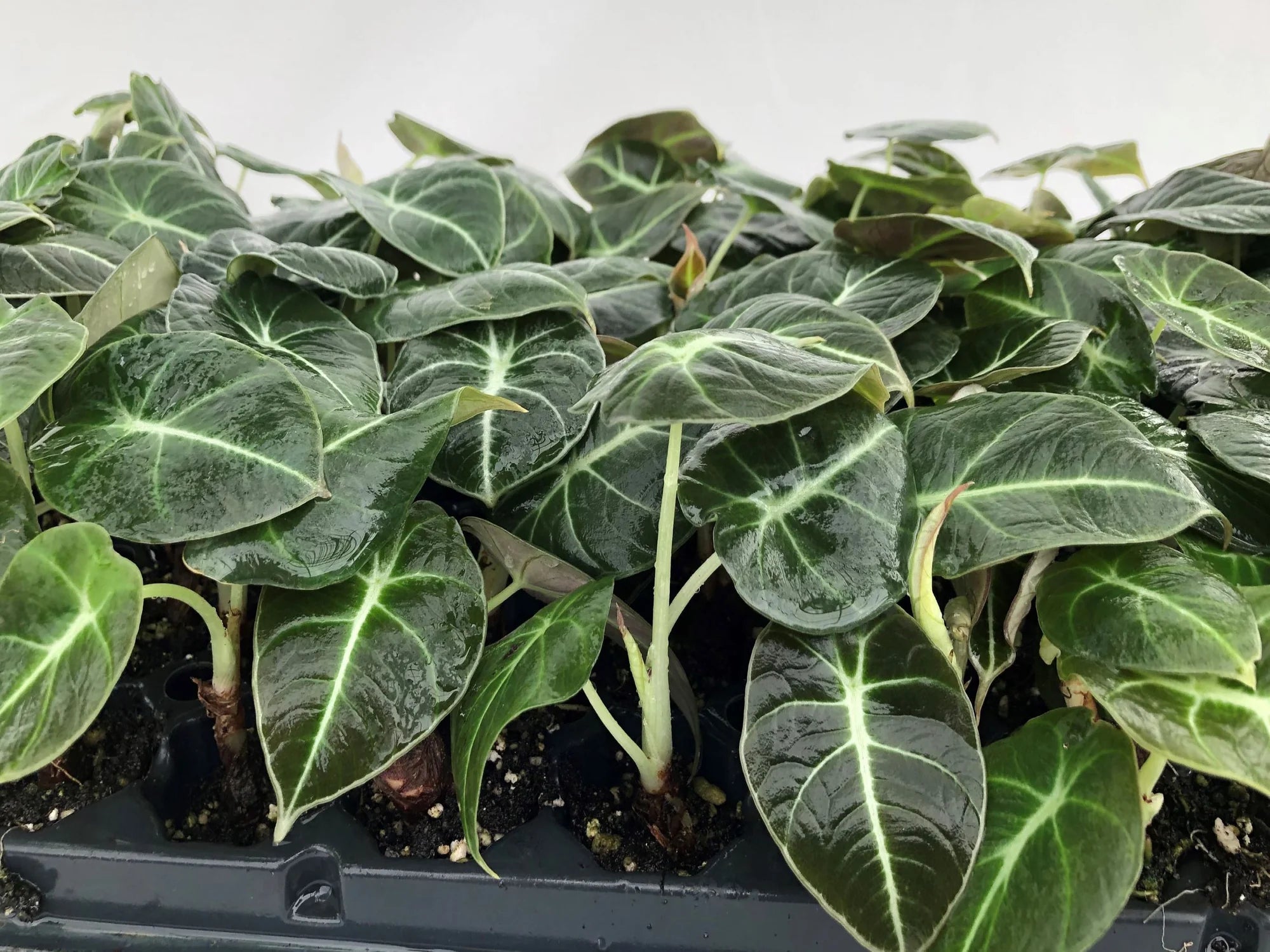 Alocasia Black Velvet – A Little Queen of Tropical Beauty
