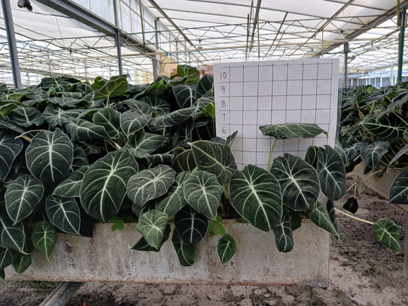 Alocasia
