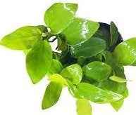 Golden Elegance: Exploring the Beauty and Care of Anubias barteri 'Nana Gold'