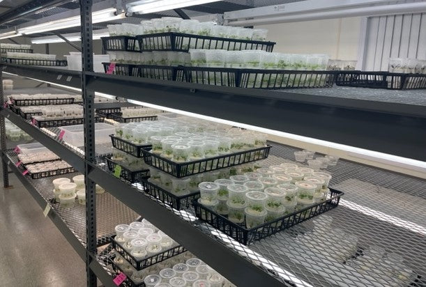 Unveiling the Secrets of Sunshine Horticulture's Plant Liner Productio