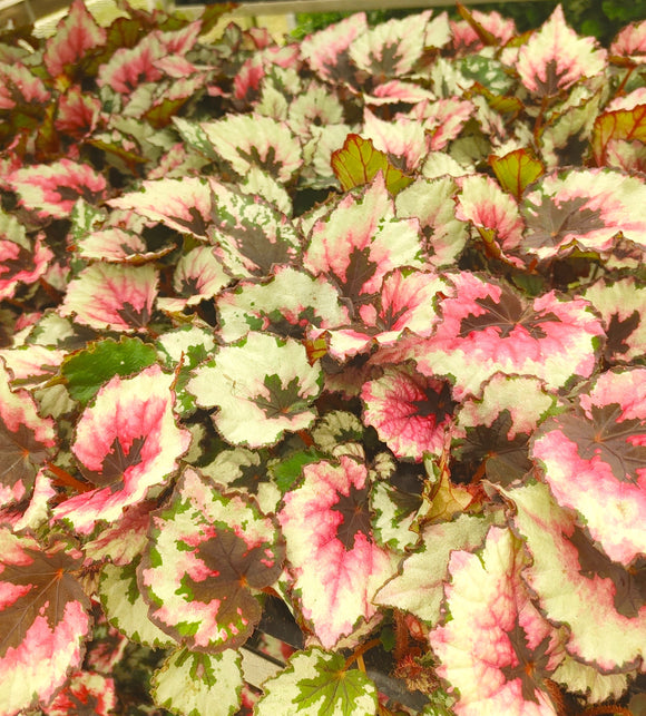 Begonia Rex: Unveiling the Intricate Beauty of Nature's Living Art