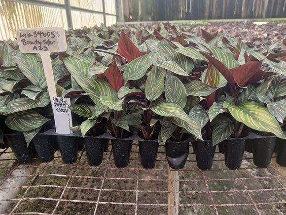 Exploring the Alluring Universe of Calathea: Adding Tropical Elegance to Your Environment