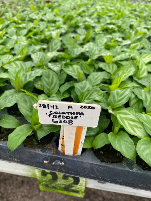 Guarding the Beauty: A Guide to Managing Pests and Diseases in Calathea Plants