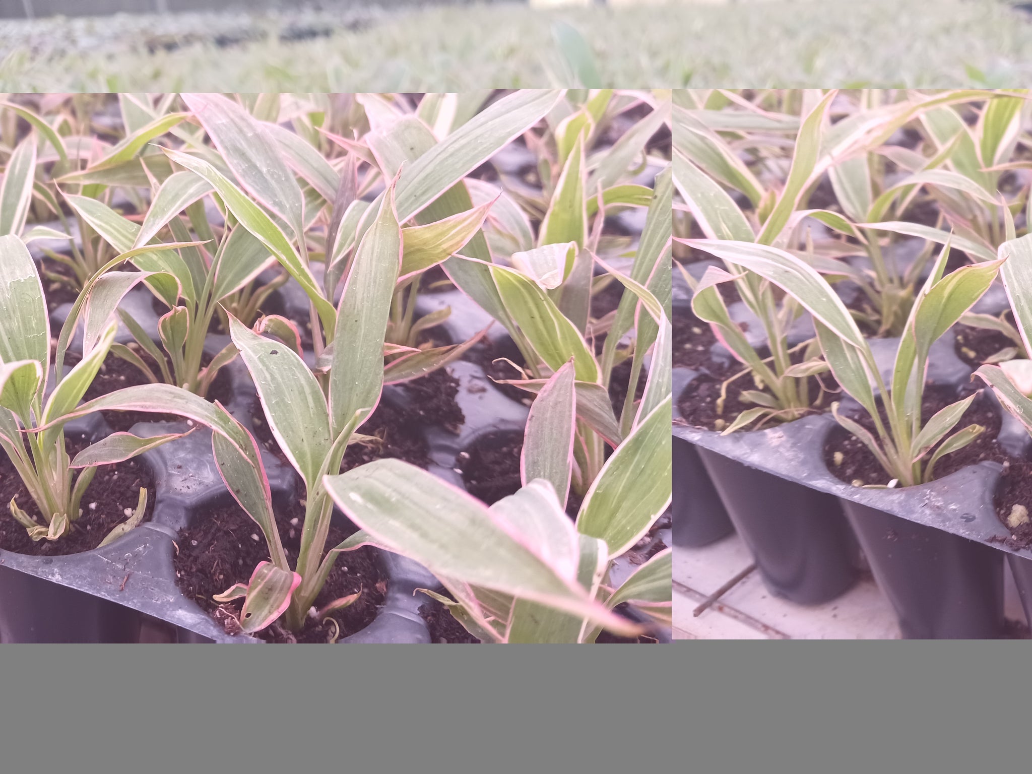 Pink Diamond Cordyline: A Striking Splash of Color