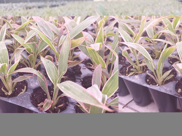 Pink Diamond Cordyline: A Striking Splash of Color