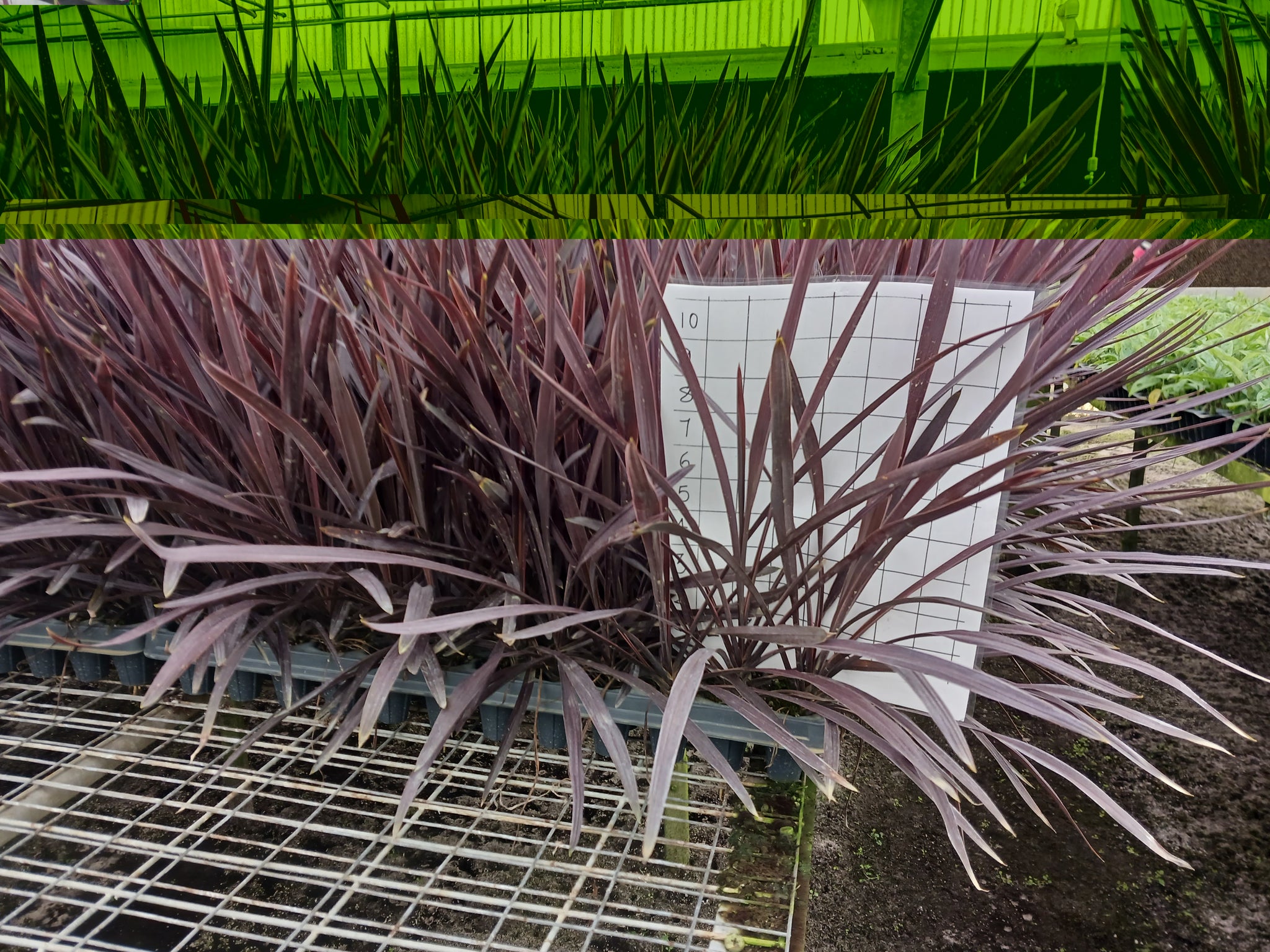 Beauty of Cordyline Red Sensation