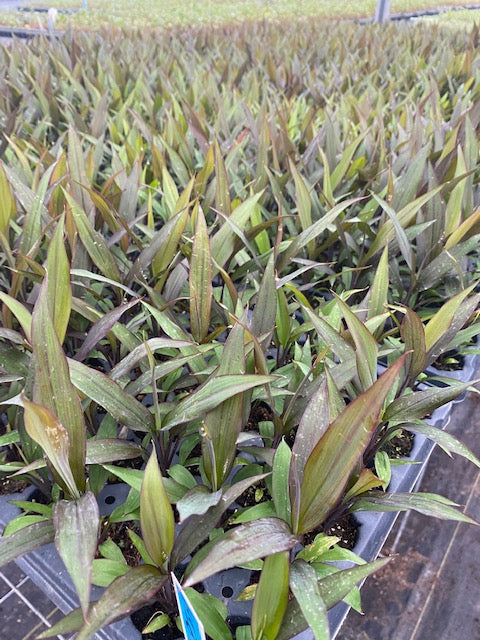 The Colorful Tapestry of Cordyline: A Botanical Journey Through Time