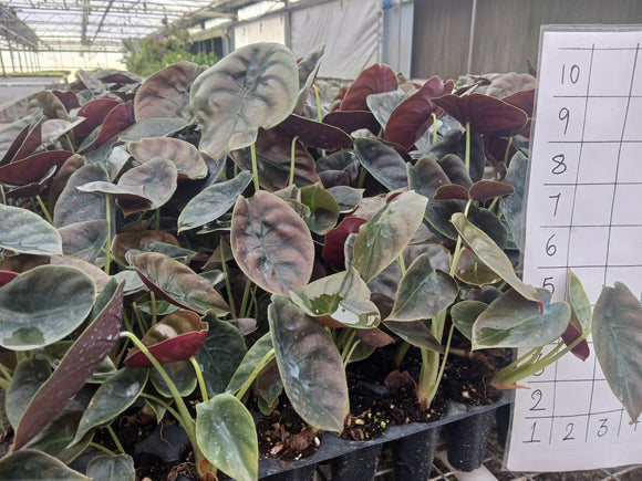 Pest and Diseases of Alocasia