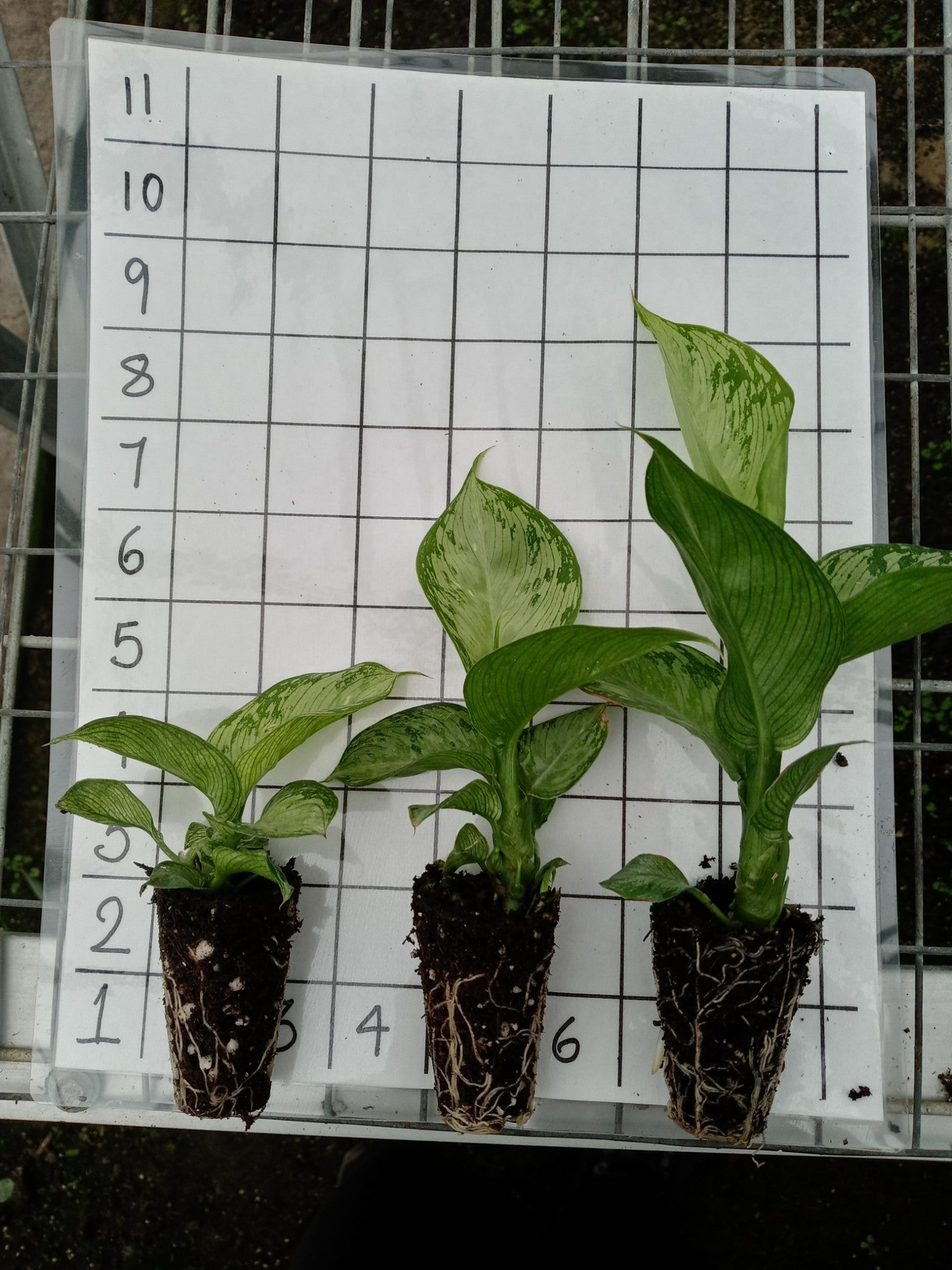 Dieffenbachia and some it's most notorious Pests and Diseases