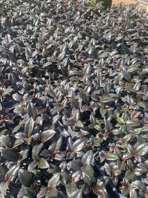 The Resilient Elegance of Ficus Elastica: A Brief Guide to Caring for the Rubber Plant