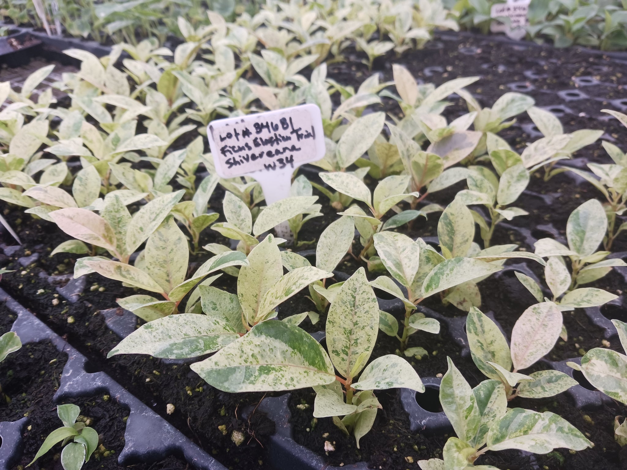 From Rainforest Canopy to Living Rooms: The Enchanting History of Ficus Elastica