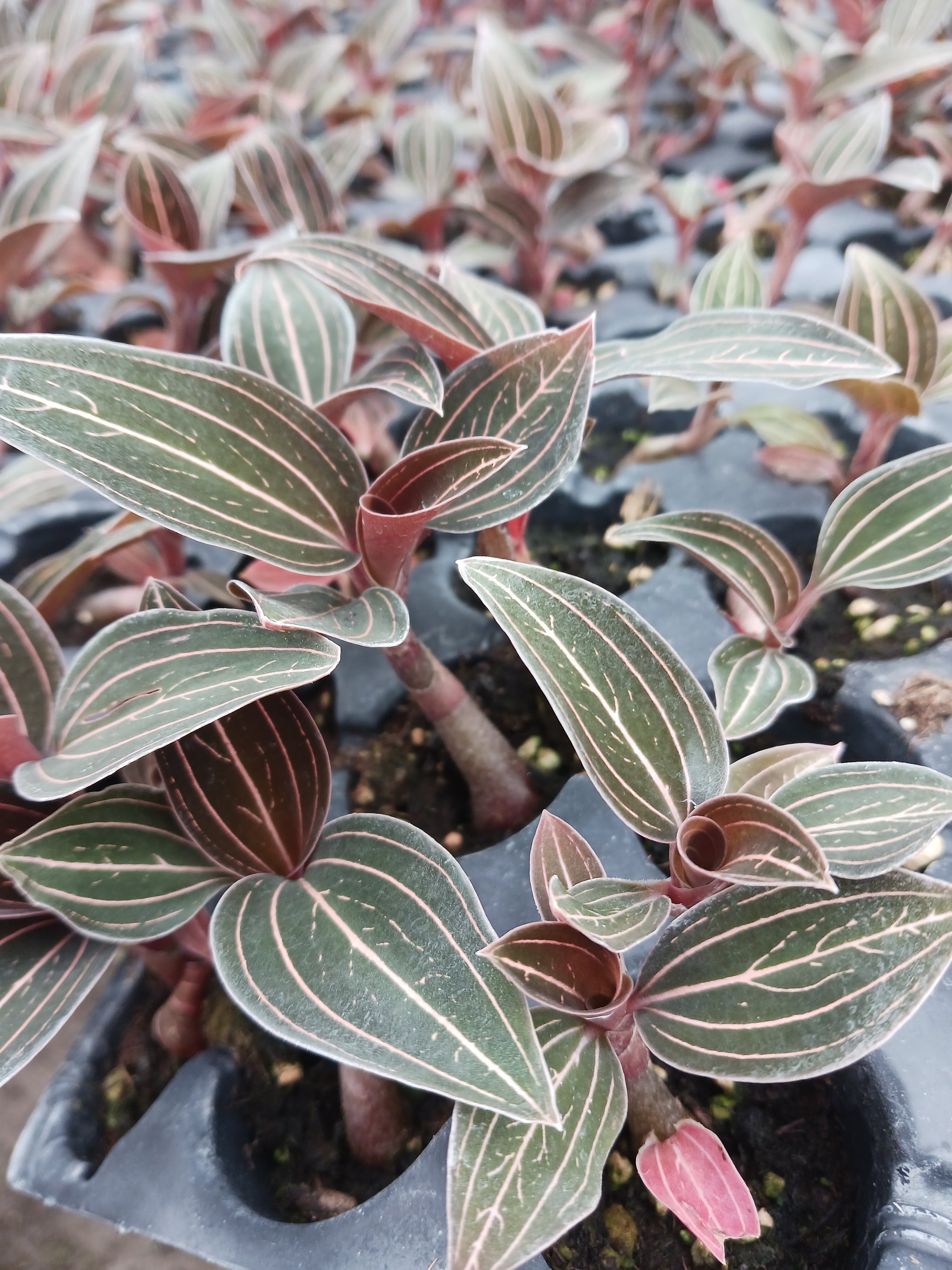 Gems of the Plant World: Exploring the Allure of Jewel Orchid
