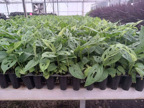 Exploring the Rare and Enigmatic Monstera obliqua in the World of Houseplants