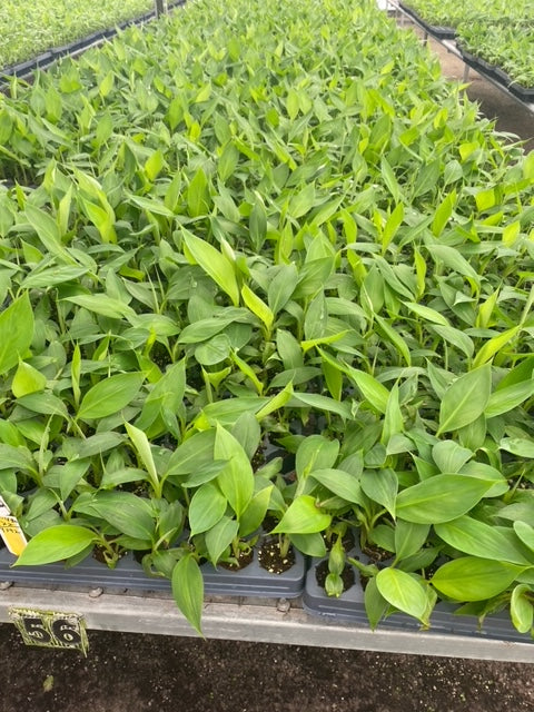 Bounty of the Tropics: The Sweet Tale of Musa Dwarf Cavendish