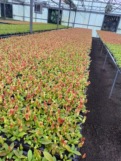 Into the Pitcher:  Carnivorous Wonders for Your Home and Garden