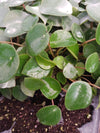 Green Elegance: Peperomia Plants