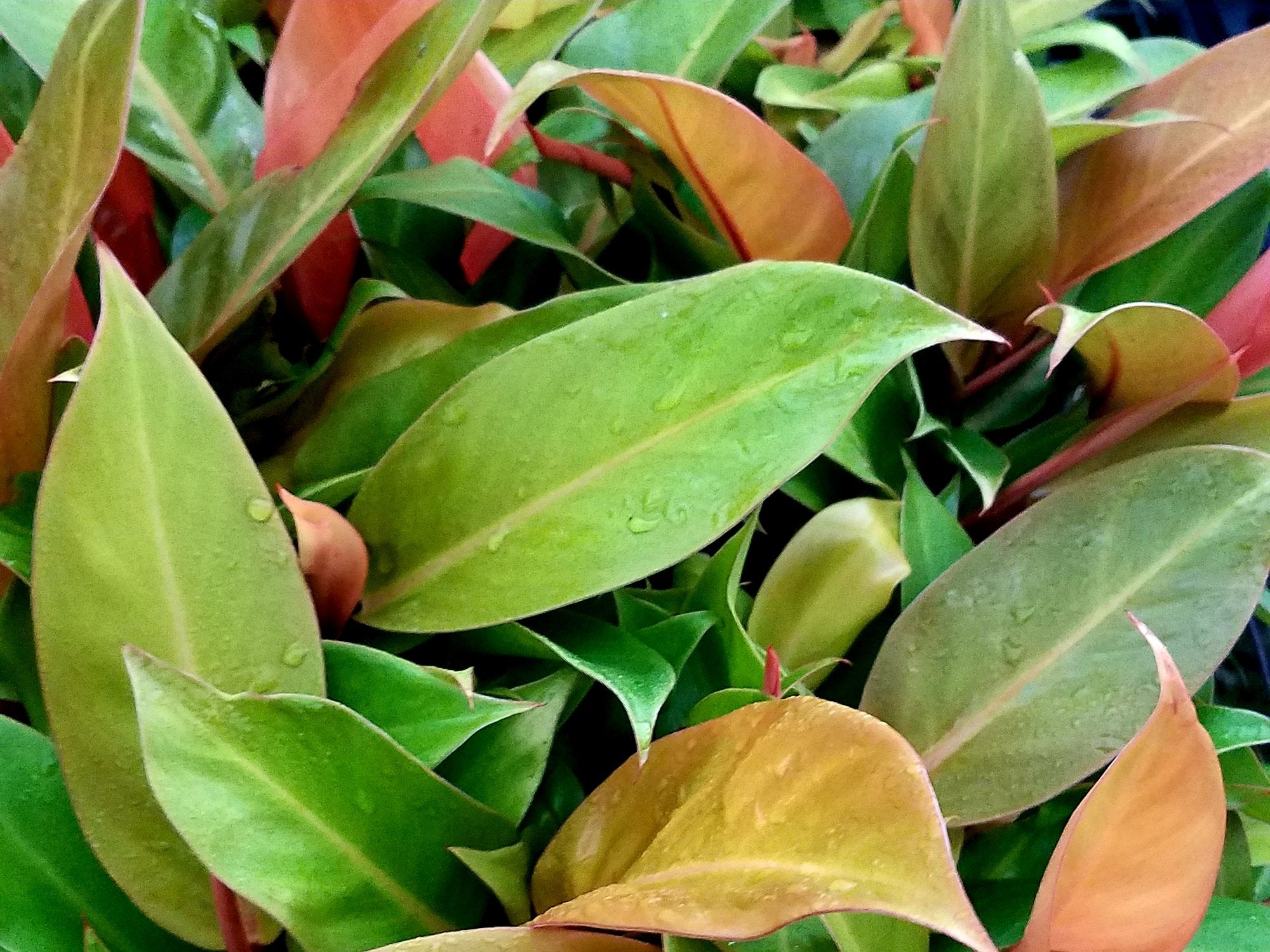 Exploring the Charms of Philodendron erubescens