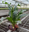 Platycerium bifurcatum: The Staghorn Fern's Unique Beauty