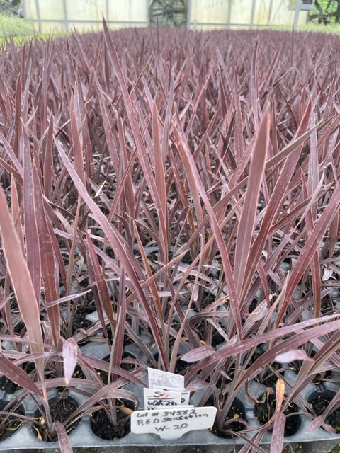 Unmasking the Potential Pests and Diseases Affecting Cordyline