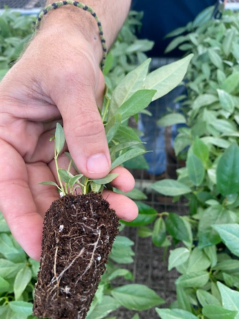 Beneath the Canopy: Exploring Common Pests and Diseases of Ficus elastica