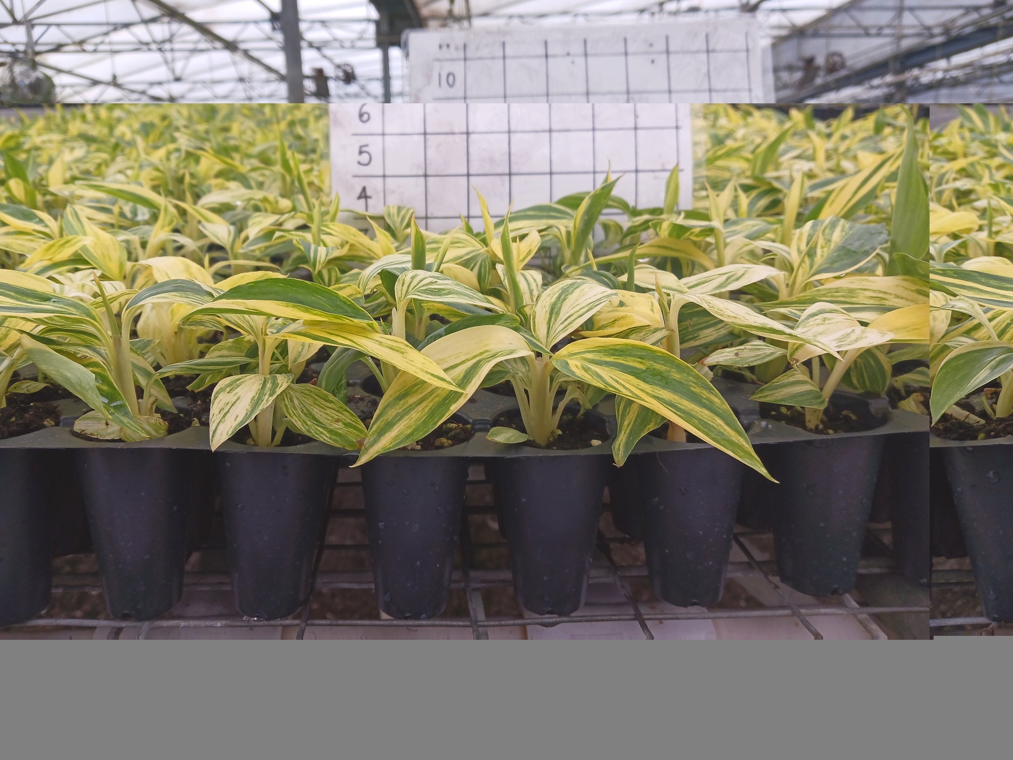 Var Shell Ginger The Variegated Shell Ginger: A Botanical Masterpiece of Color and Cult ...