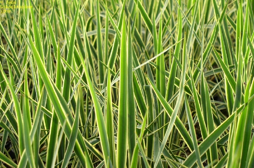 Glowing Splendor: Revealing the Grace and Durability of Yucca filamentosa 'Bright Edge'