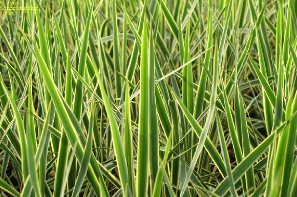Glowing Splendor: Revealing the Grace and Durability of Yucca filamentosa 'Bright Edge'