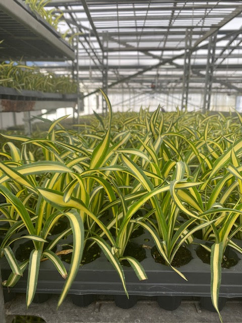 The Enduring Legacy of Yucca filamentosa: Symbolism, Sustainability, and Southern Charm