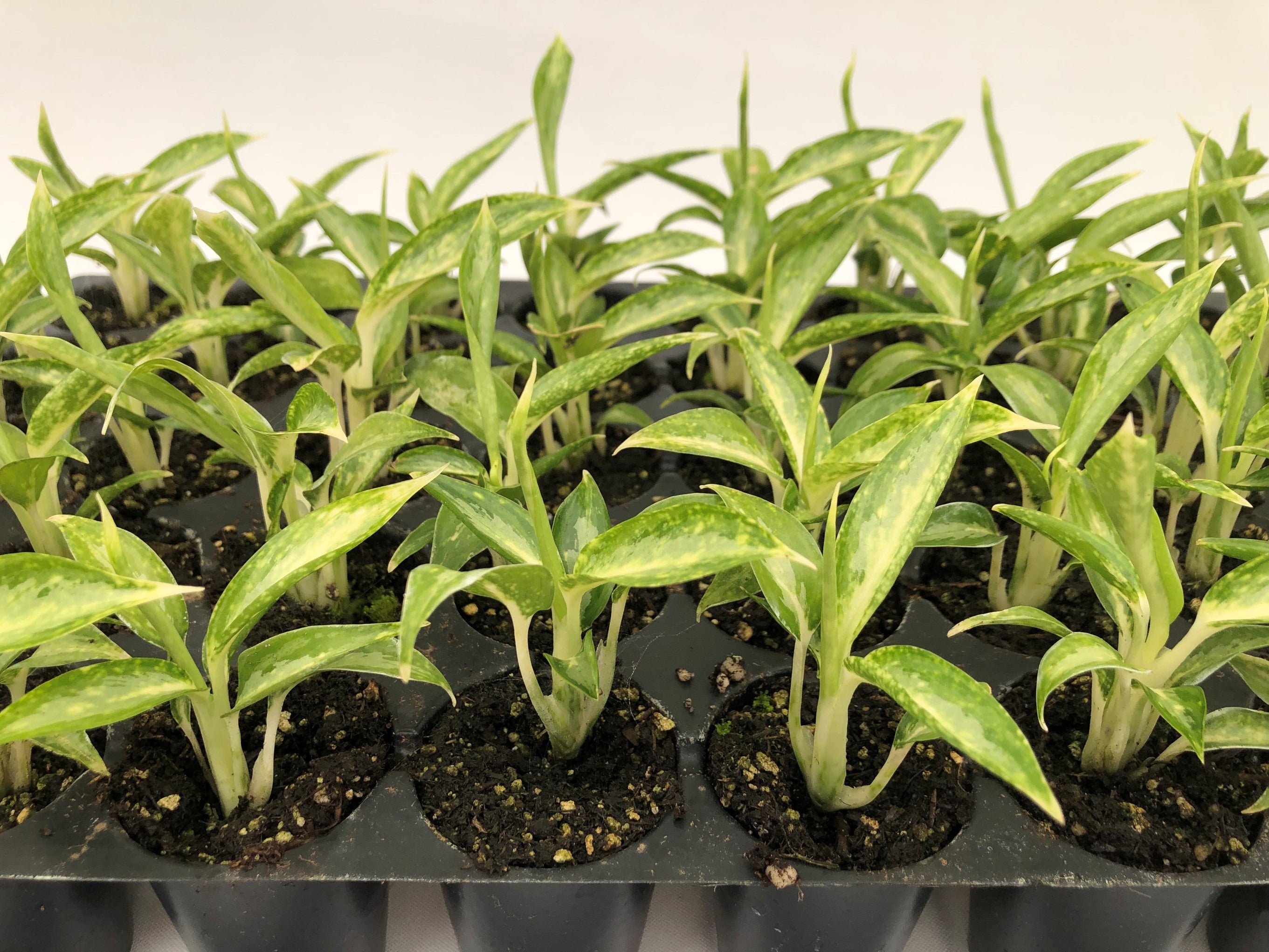 aglaonema white rain Aglaonema 'White Rain' 50 cell