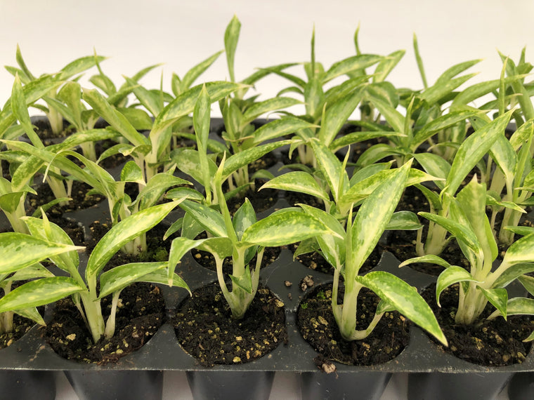 Aglaonema 'White Rain' 50 cell