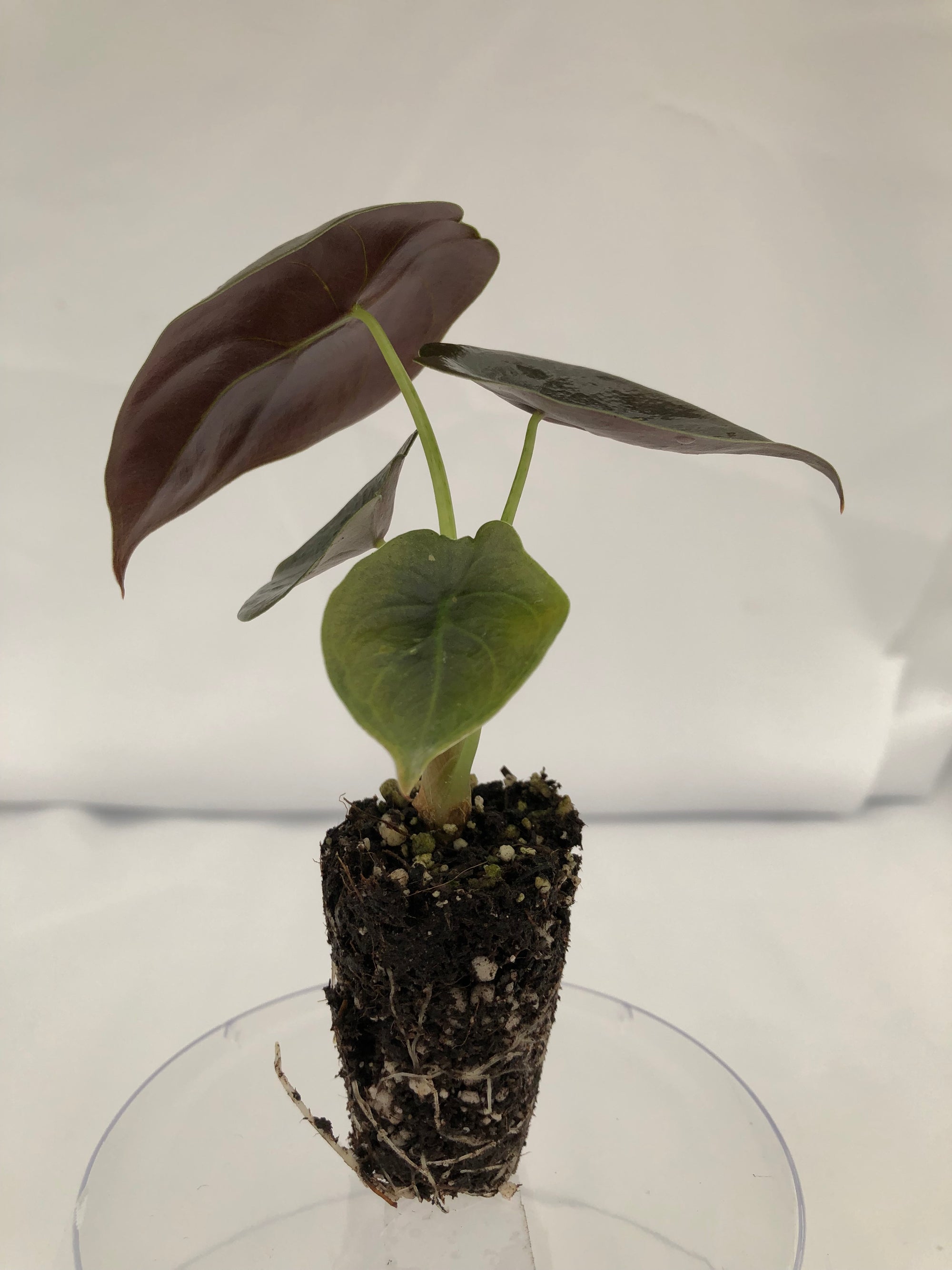 Alocasia 'Cuprea' 72 cell