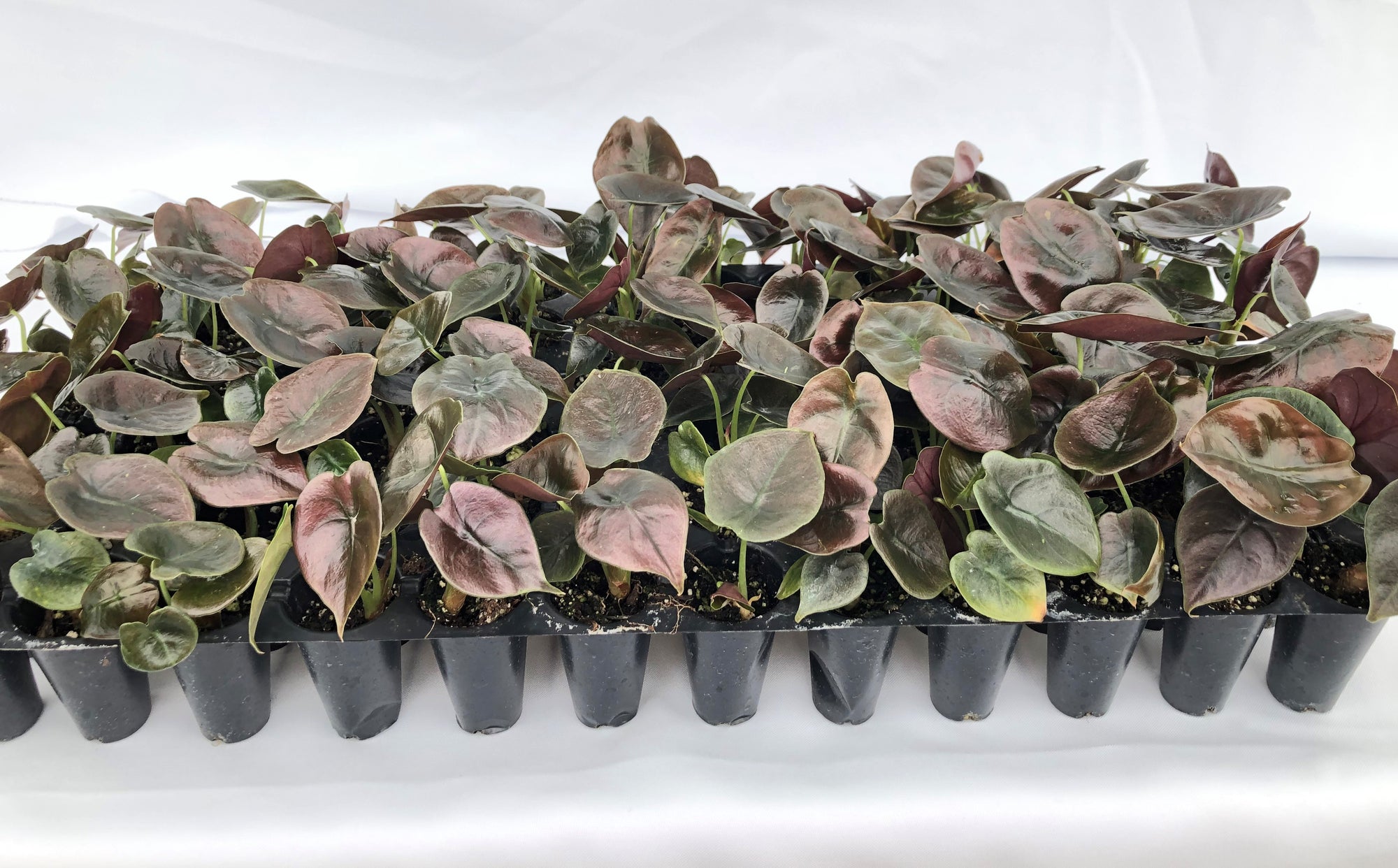 Alocasia 'Cuprea' 72 cell