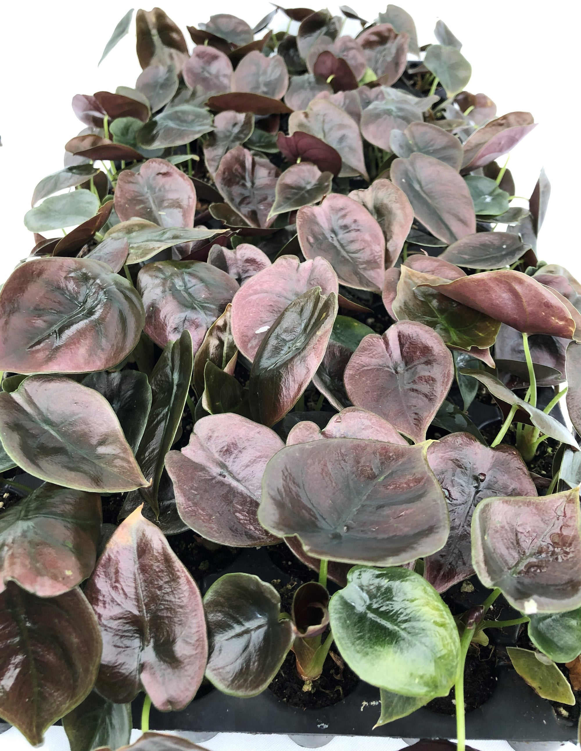 Alocasia 'Cuprea' 72 cell