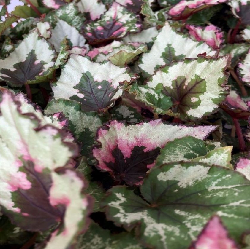 Begonia rex 'Kotobuki'